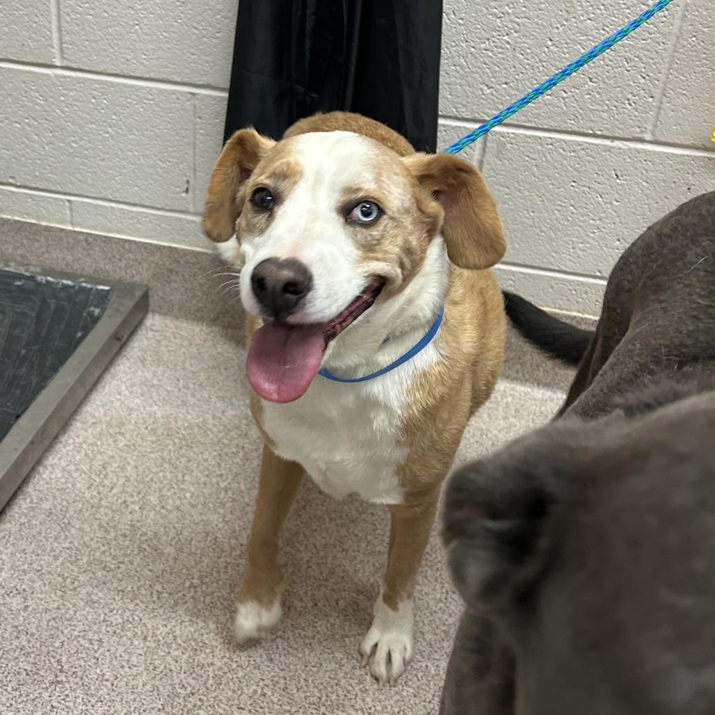 Jollie, Adoptable, Adult Male Labrador Retriever & Mixed Breed.