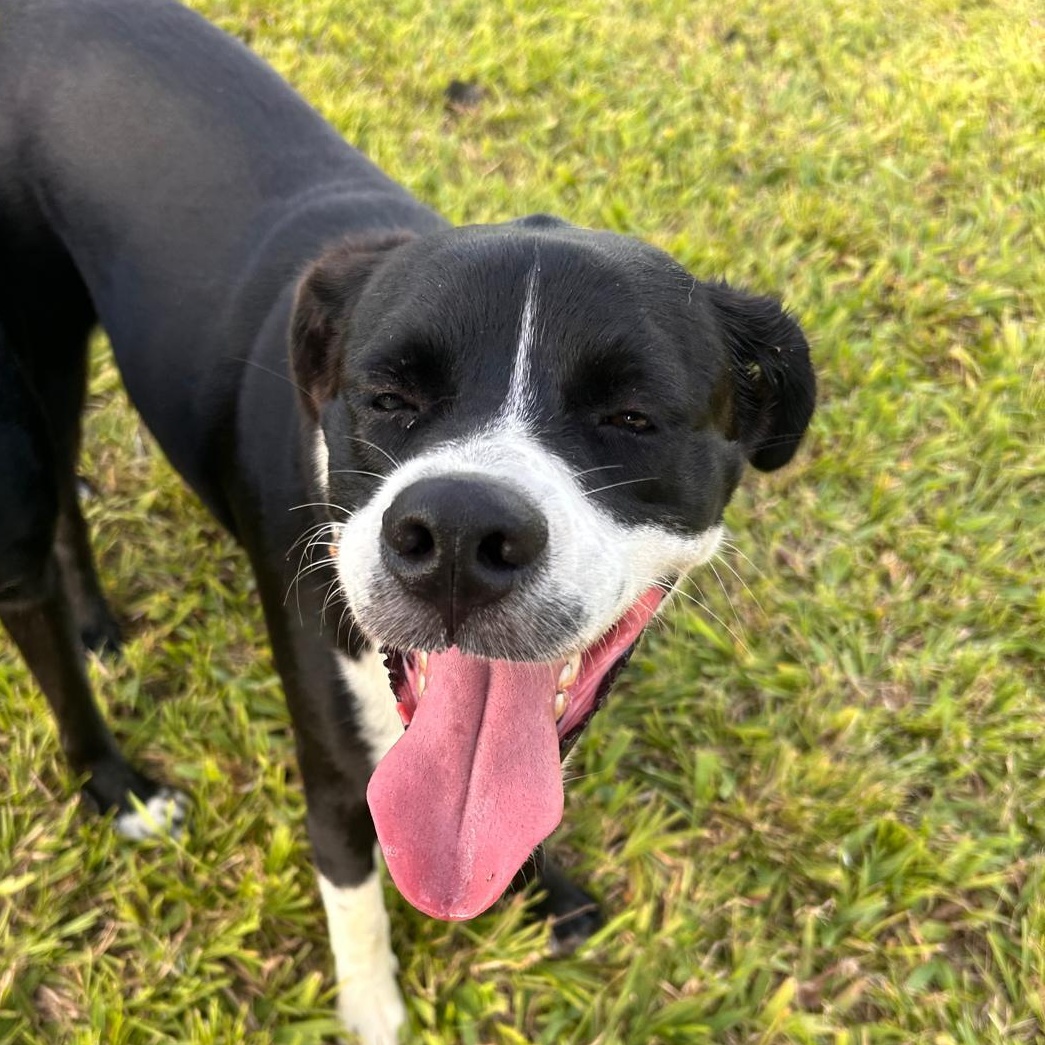 Chinto, a Adoptable mixed breed in Albion, NY image 2/5