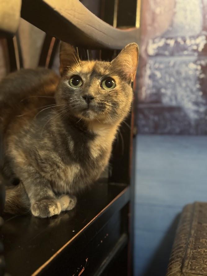 Virgo, Adult Female Domestic Short Hair
