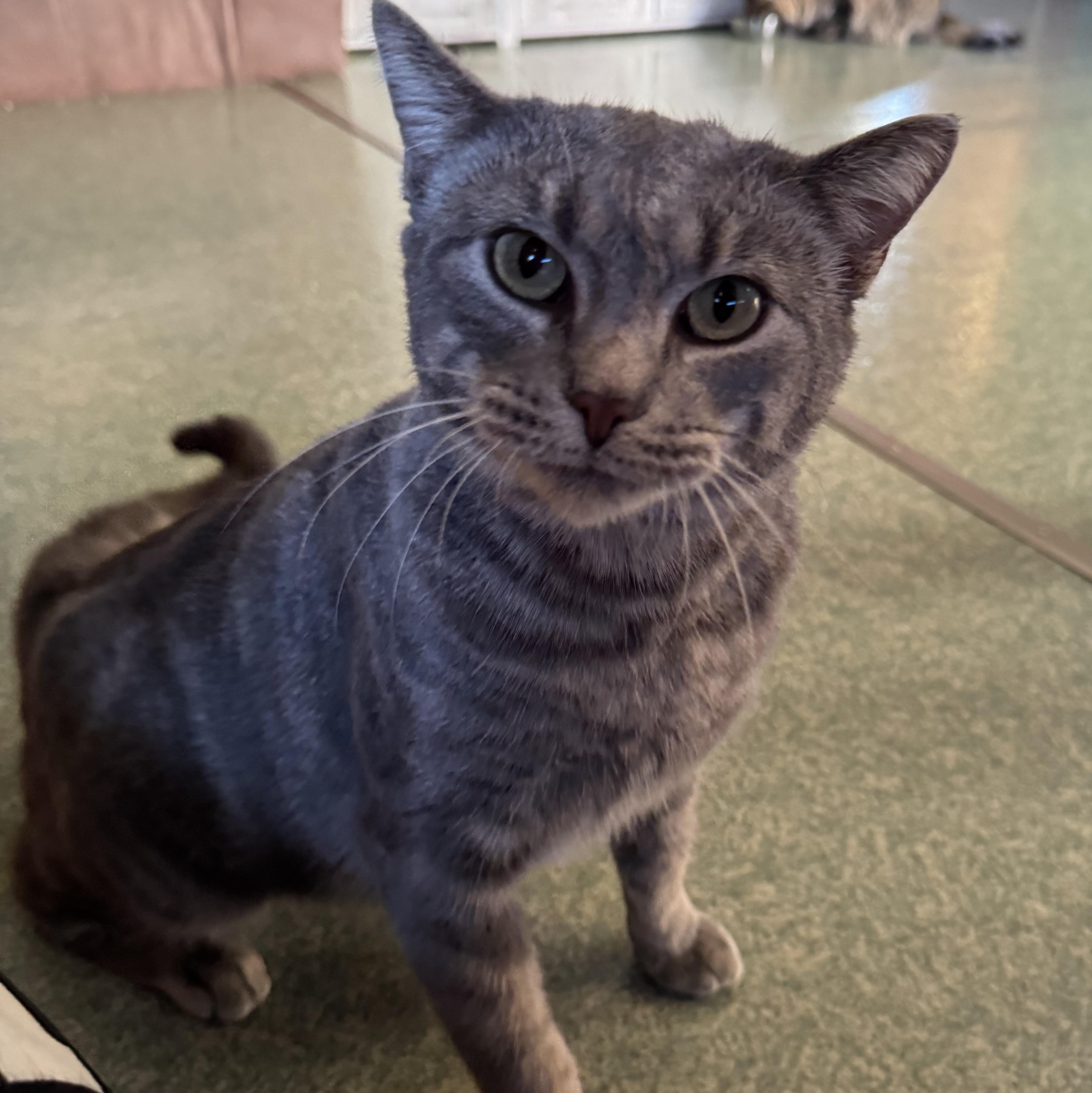 Miss Piggy, Adoptable, Adult Female Egyptian Mau & American Shorthair.