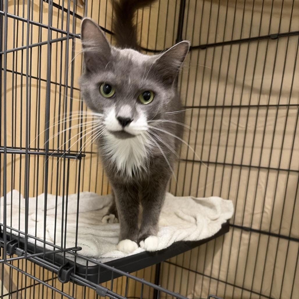 Mariah Kitty, Adoptable, Adult Female Domestic Medium Hair.