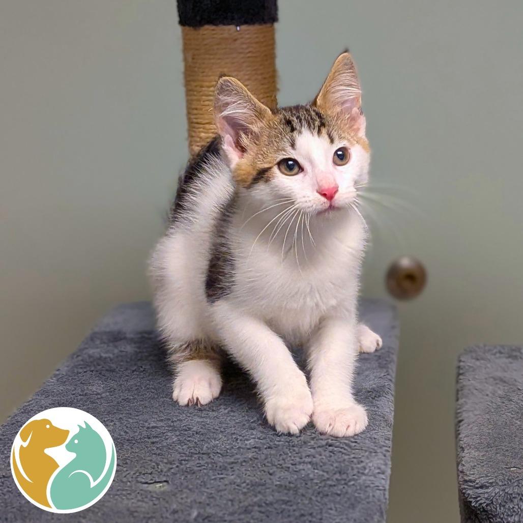 Smore, Adoptable, Kitten Male Domestic Short Hair.