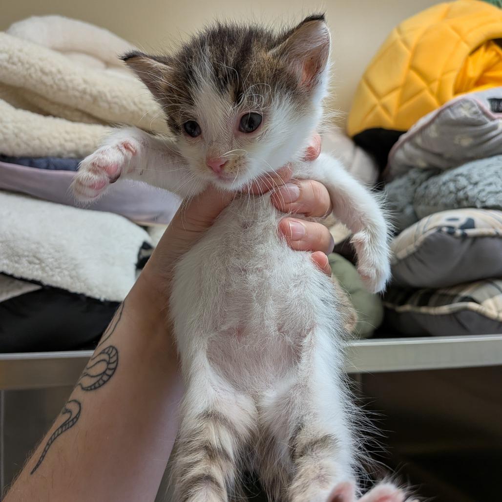 Enlarge Smore, a Adopted Domestic Short Hair in Toledo, OH image 2/2