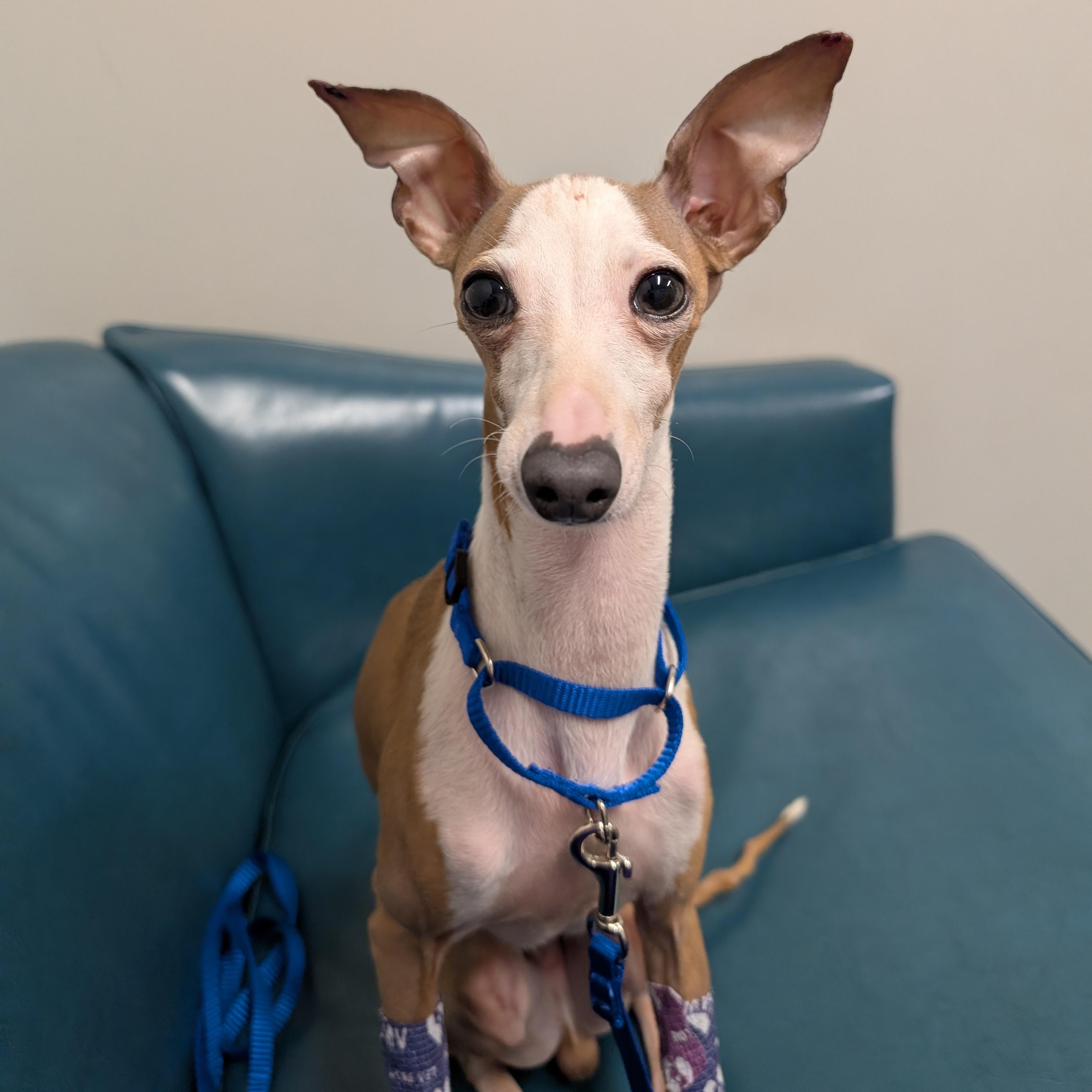 Enlarge Pietro Perry -Houston- Inquiries welcome but not quite available for adoption yet!, an adopted Italian Greyhound in Bellaire, TX image 3/5