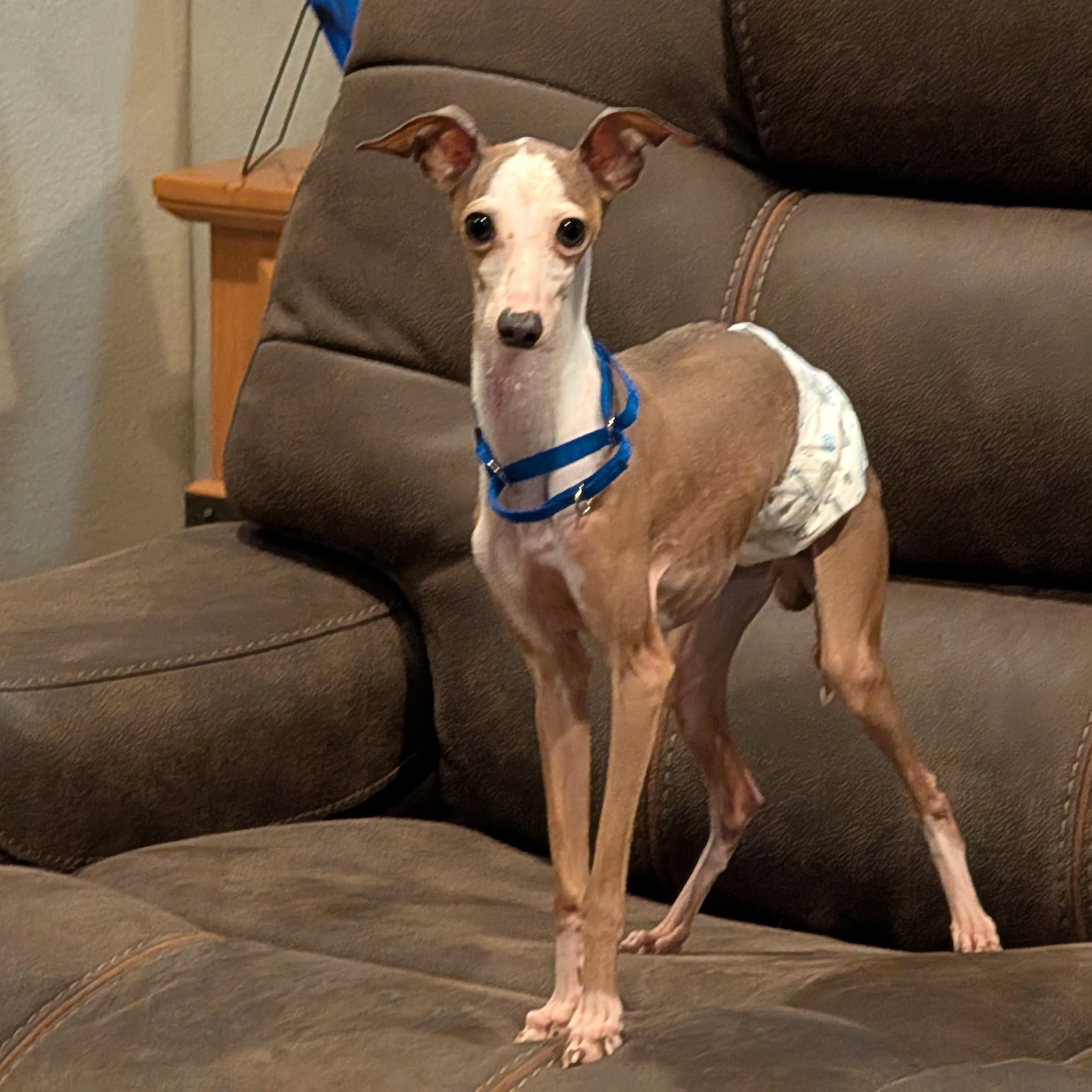 Pietro Perry -Houston- Inquiries welcome but not quite available for adoption yet!, adopted, Young Male Italian Greyhound.