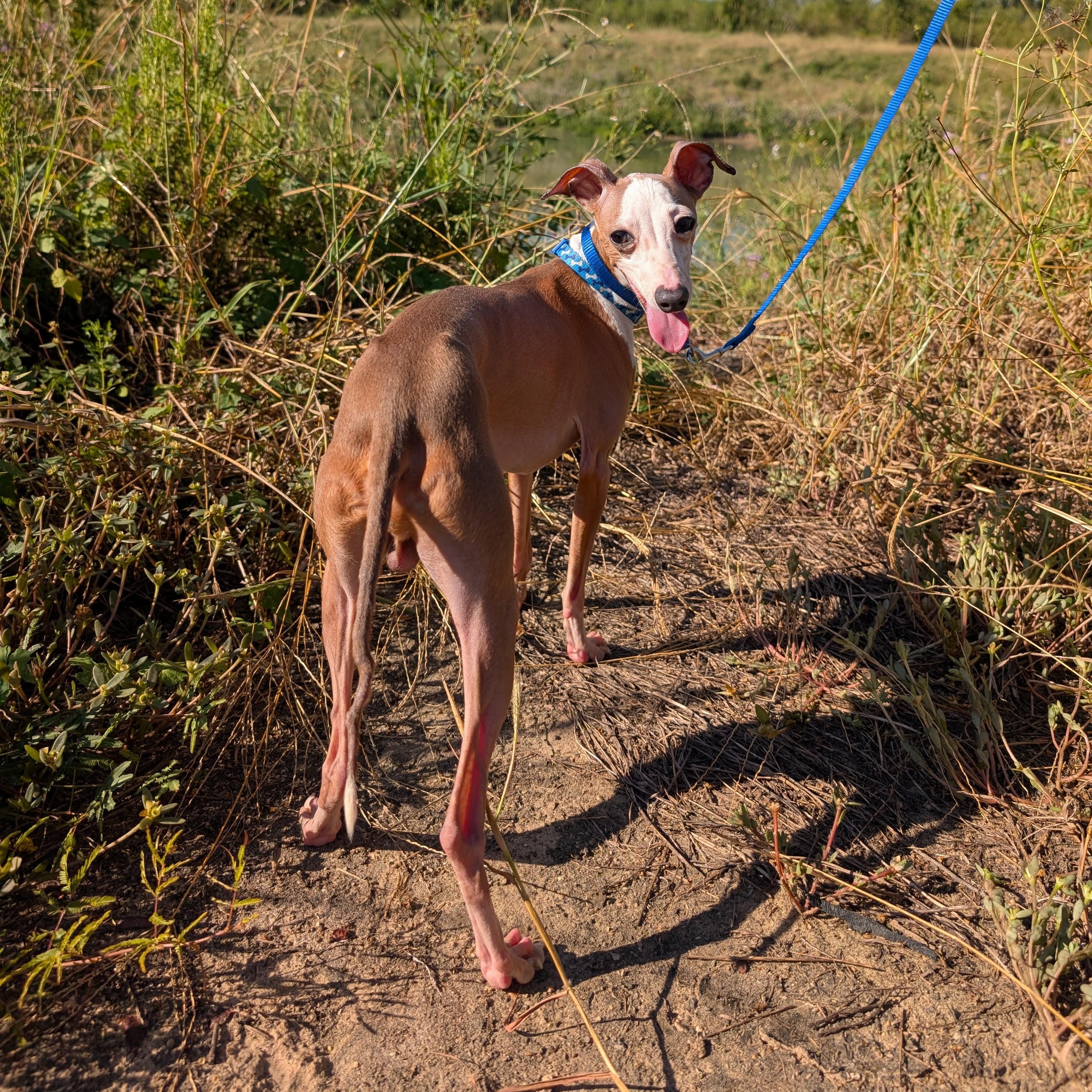 Pietro Perry -Houston- Inquiries welcome but not quite available for adoption yet!, adopted, Young Male Italian Greyhound.