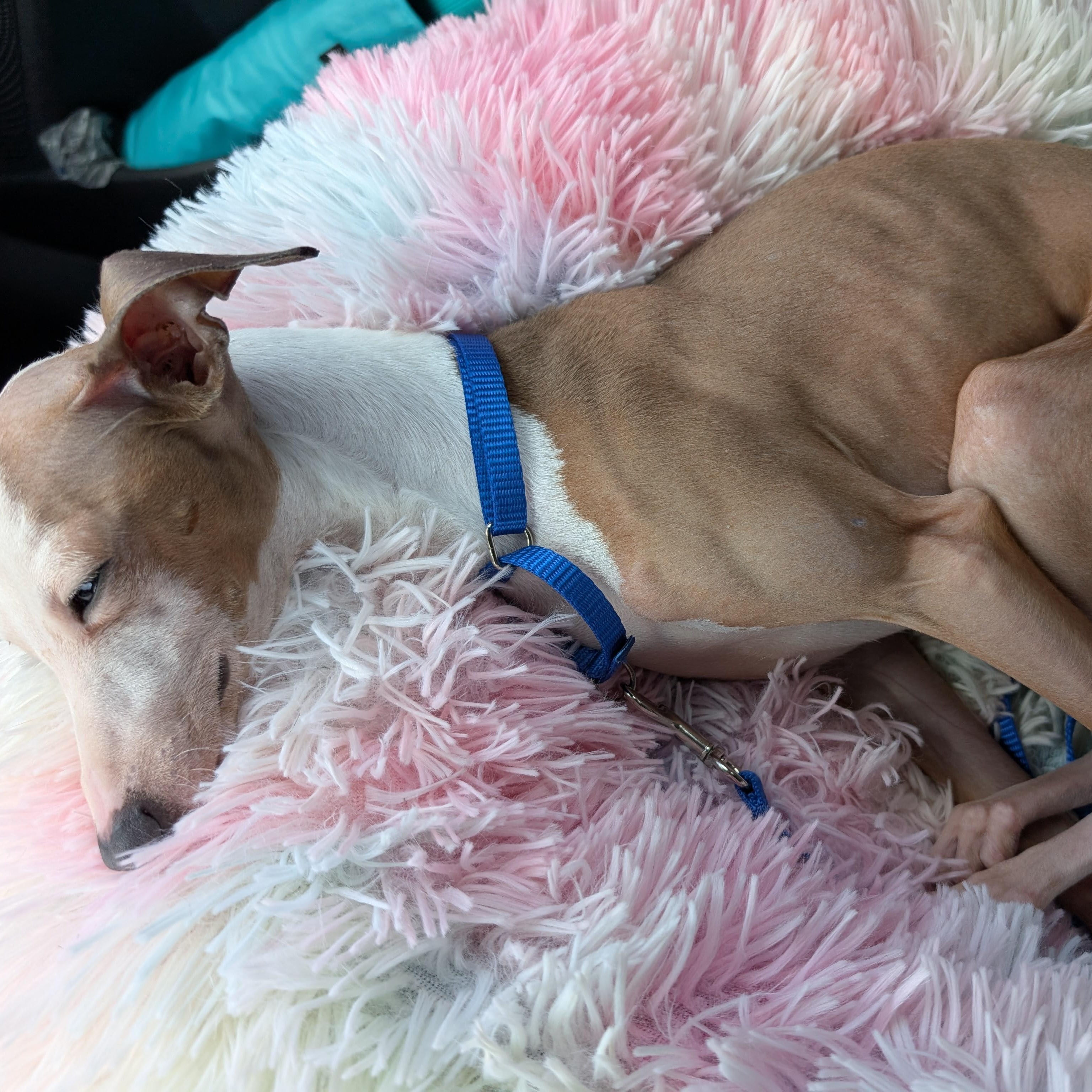 Enlarge Pietro Perry -Houston- Inquiries welcome but not quite available for adoption yet!, an adopted Italian Greyhound in Bellaire, TX image 4/5