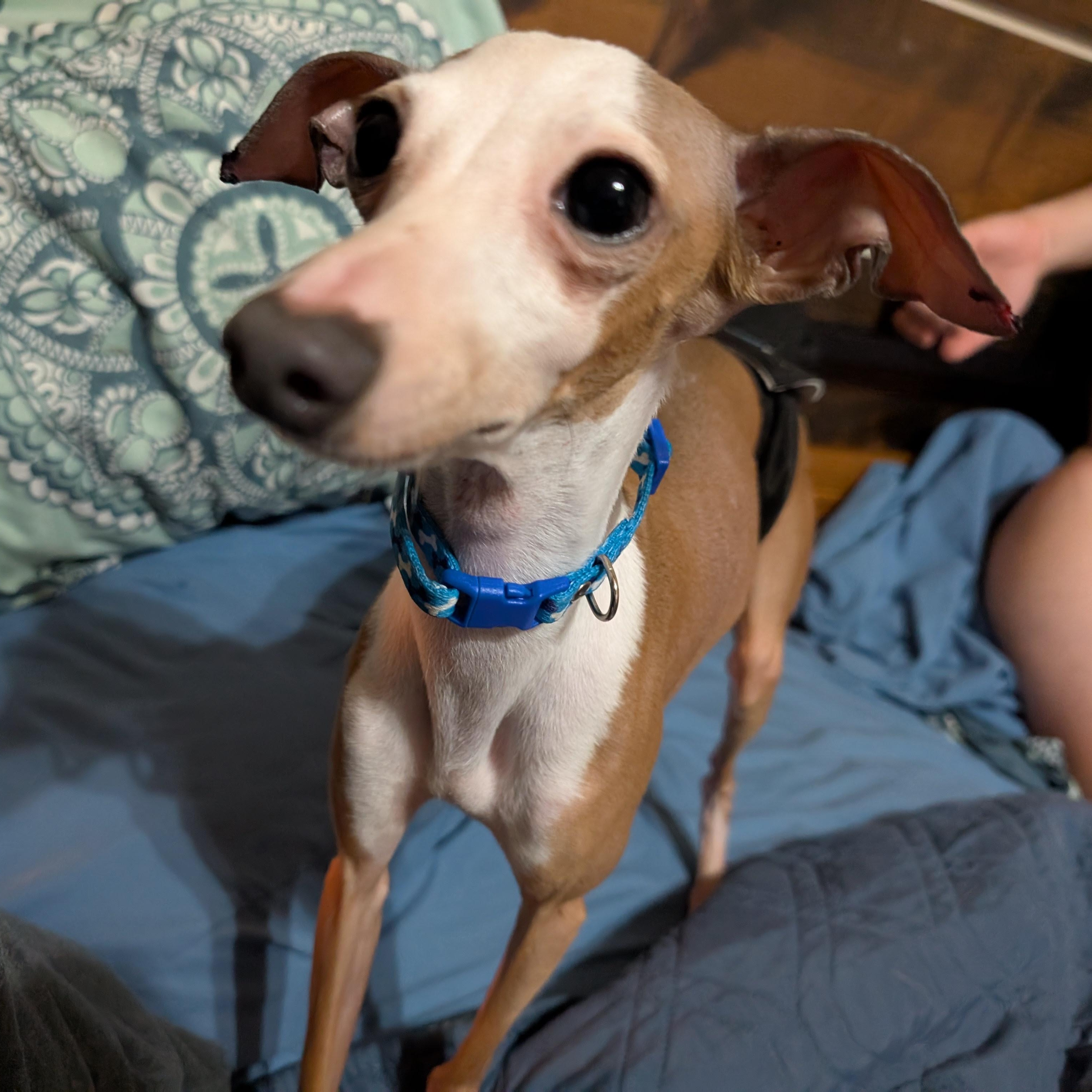 Enlarge Pietro Perry -Houston- Inquiries welcome but not quite available for adoption yet!, an adopted Italian Greyhound in Bellaire, TX image 5/5