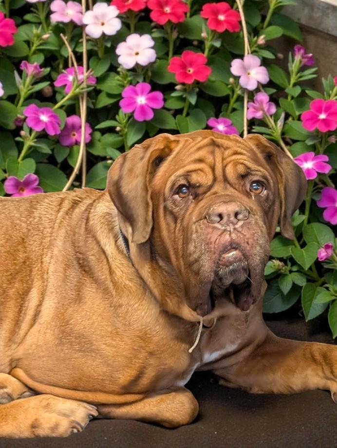 Bonnie, ADOPTABLE, Senior Female Dogue de Bordeaux.