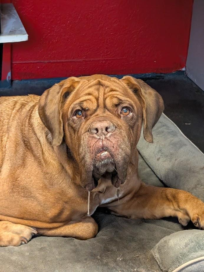 Enlarge Bonnie, a ADOPTABLE Dogue de Bordeaux in Lakeland, FL image 2/6