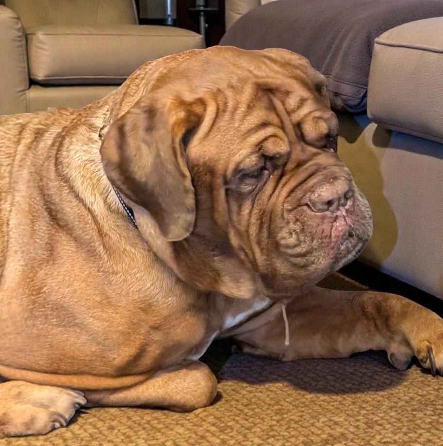 Enlarge Bonnie, a ADOPTABLE Dogue de Bordeaux in Lakeland, FL image 6/6