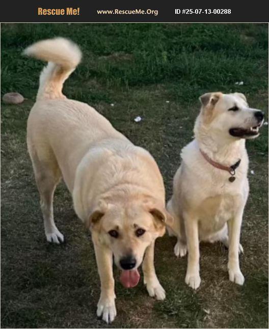 Indie & Bear, Adoptable, Adult Male Akita & Great Pyrenees.