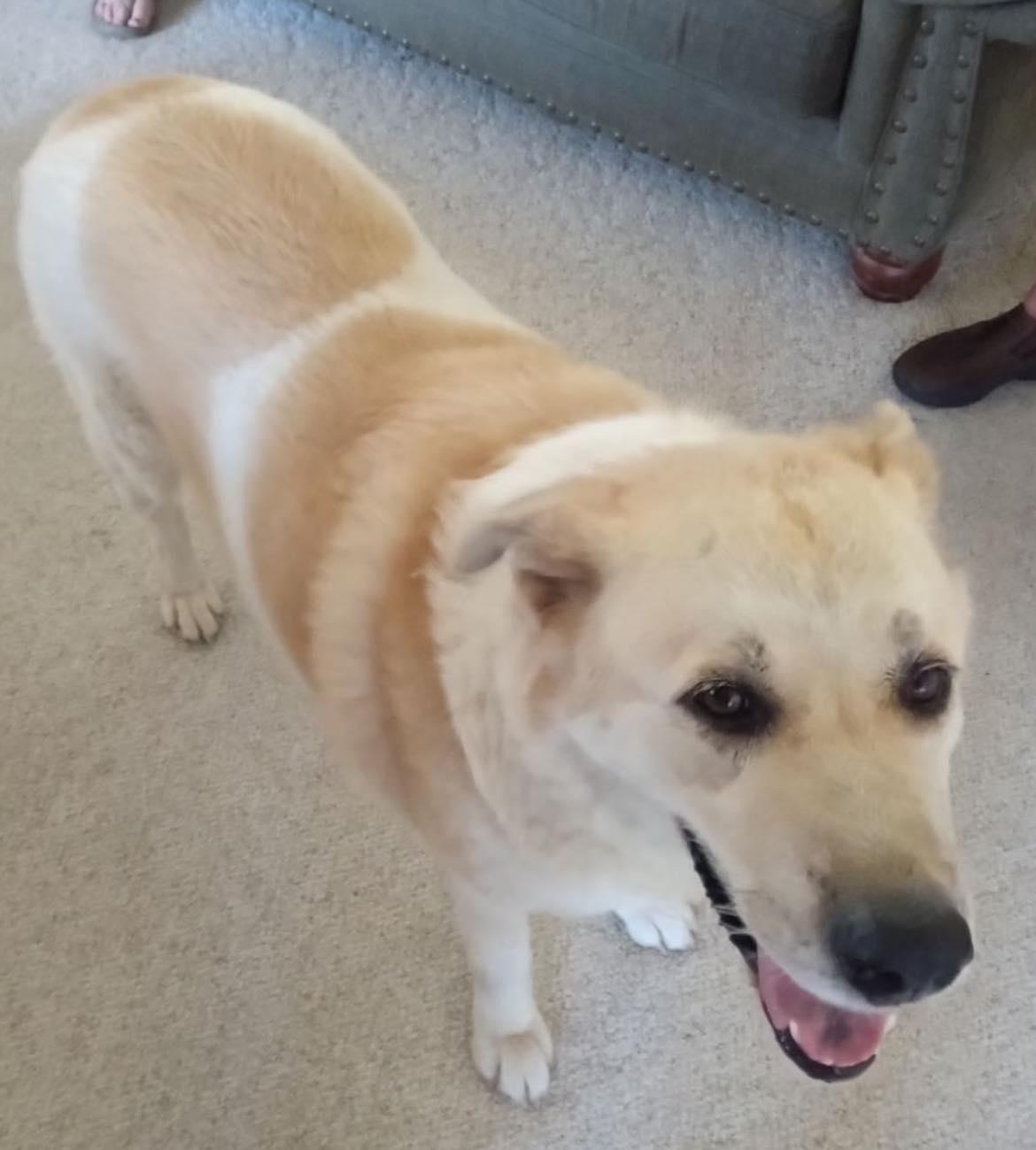 Enlarge Indie & Bear, a Adoptable mixed breed in Klondike, TX image 2/2