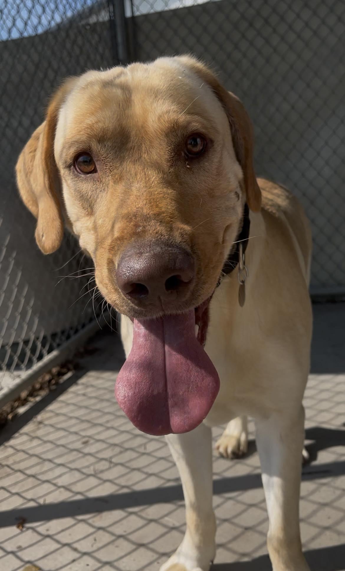 Duke, Adult Male Labrador Retriever