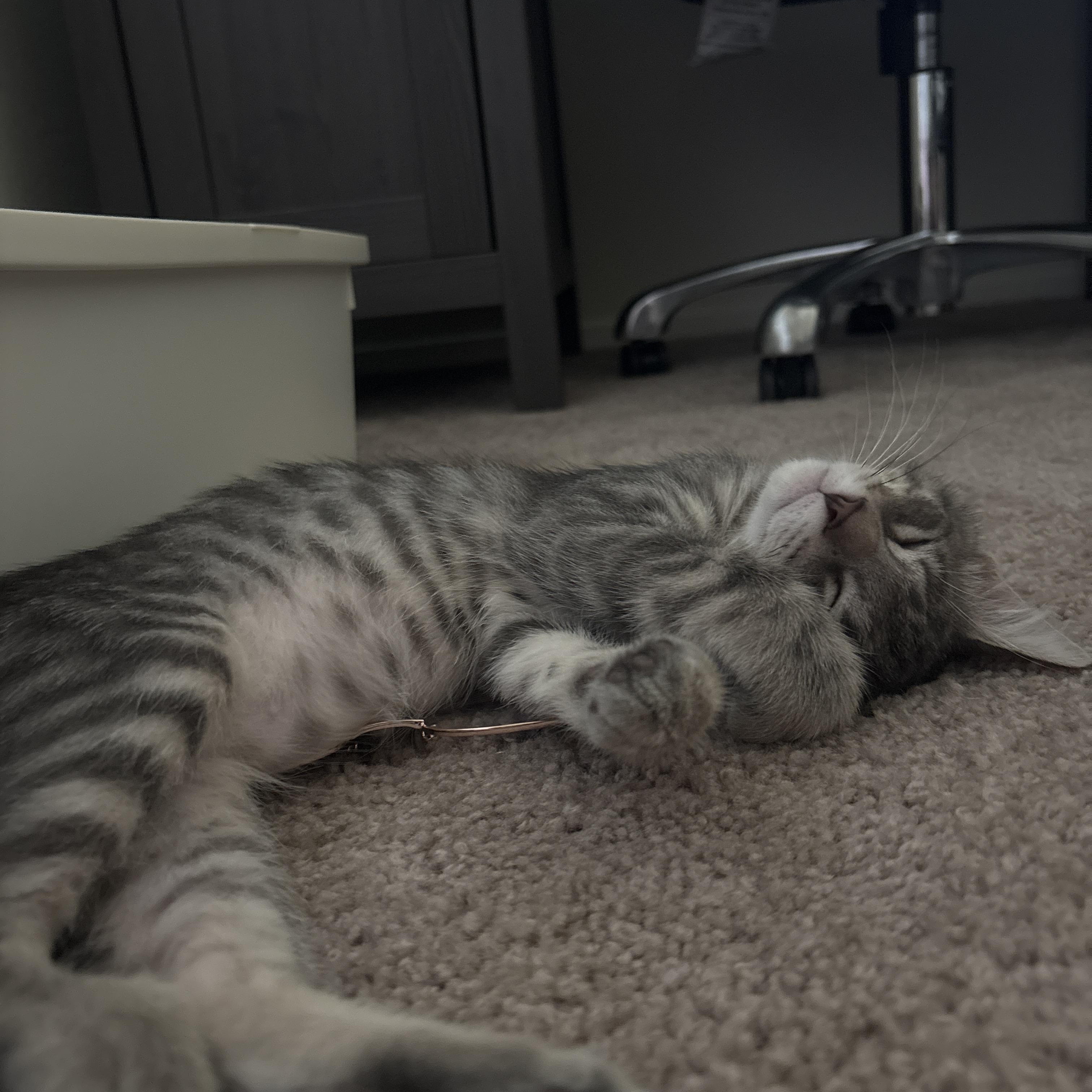 Ozzy, Adoptable, Kitten Male Domestic Short Hair.