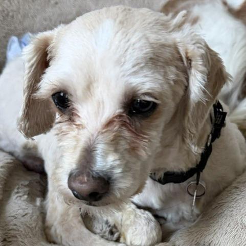 Bashful, a Adoptable mixed breed in Delaware, OH image 1/5