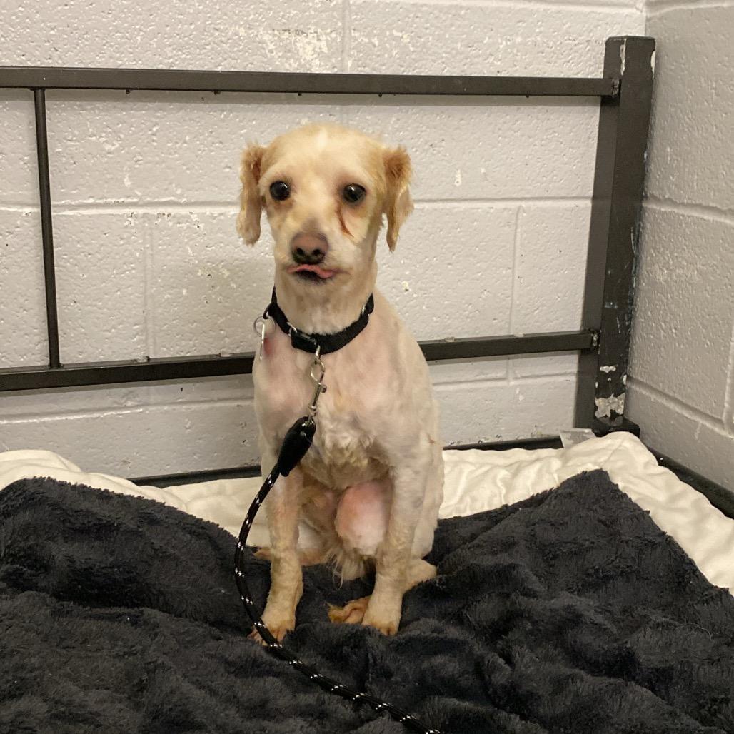 Bashful, a Adoptable mixed breed in Delaware, OH image 2/5