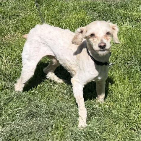 Bashful, a Adoptable mixed breed in Delaware, OH image 4/5