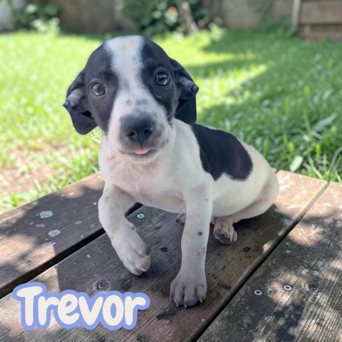 Enlarge Trevor - sweet, social chiweenie, a Adoptable mixed breed in Morristown, NJ image 2/5