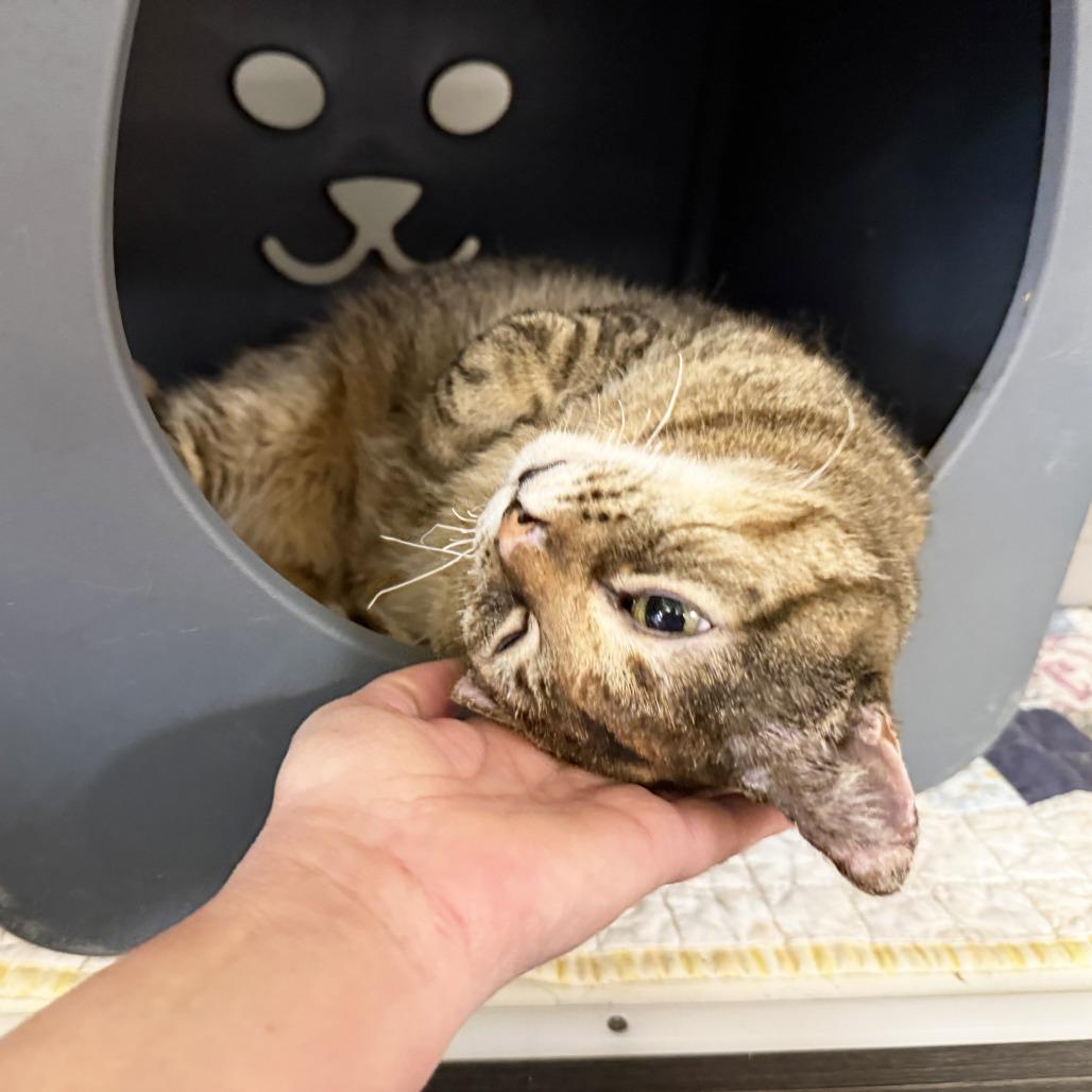Enlarge Maya Mae (Mia), a Adoptable Domestic Short Hair in Oshkosh, WI image 1/6