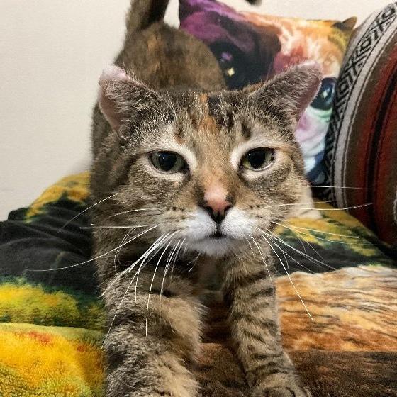 Enlarge Maya Mae (Mia), a Adoptable Domestic Short Hair in Oshkosh, WI image 2/6