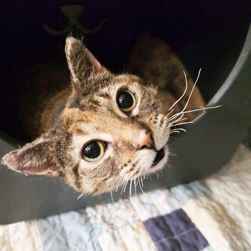 Enlarge Maya Mae (Mia), a Adoptable Domestic Short Hair in Oshkosh, WI image 3/6