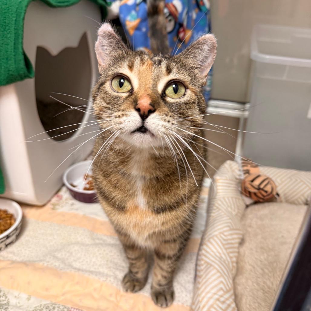 Enlarge Maya Mae (Mia), a Adoptable Domestic Short Hair in Oshkosh, WI image 4/6