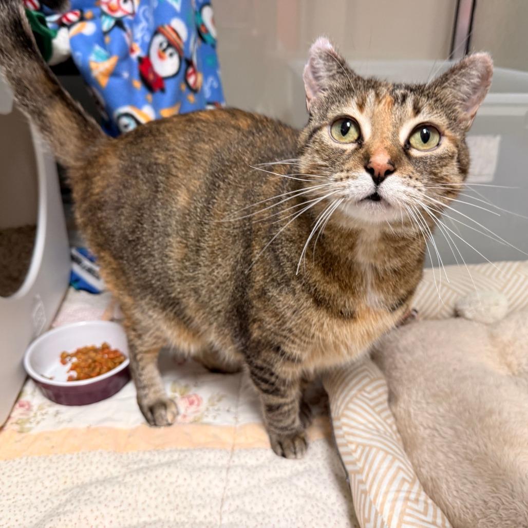 Enlarge Maya Mae (Mia), a Adoptable Domestic Short Hair in Oshkosh, WI image 5/6