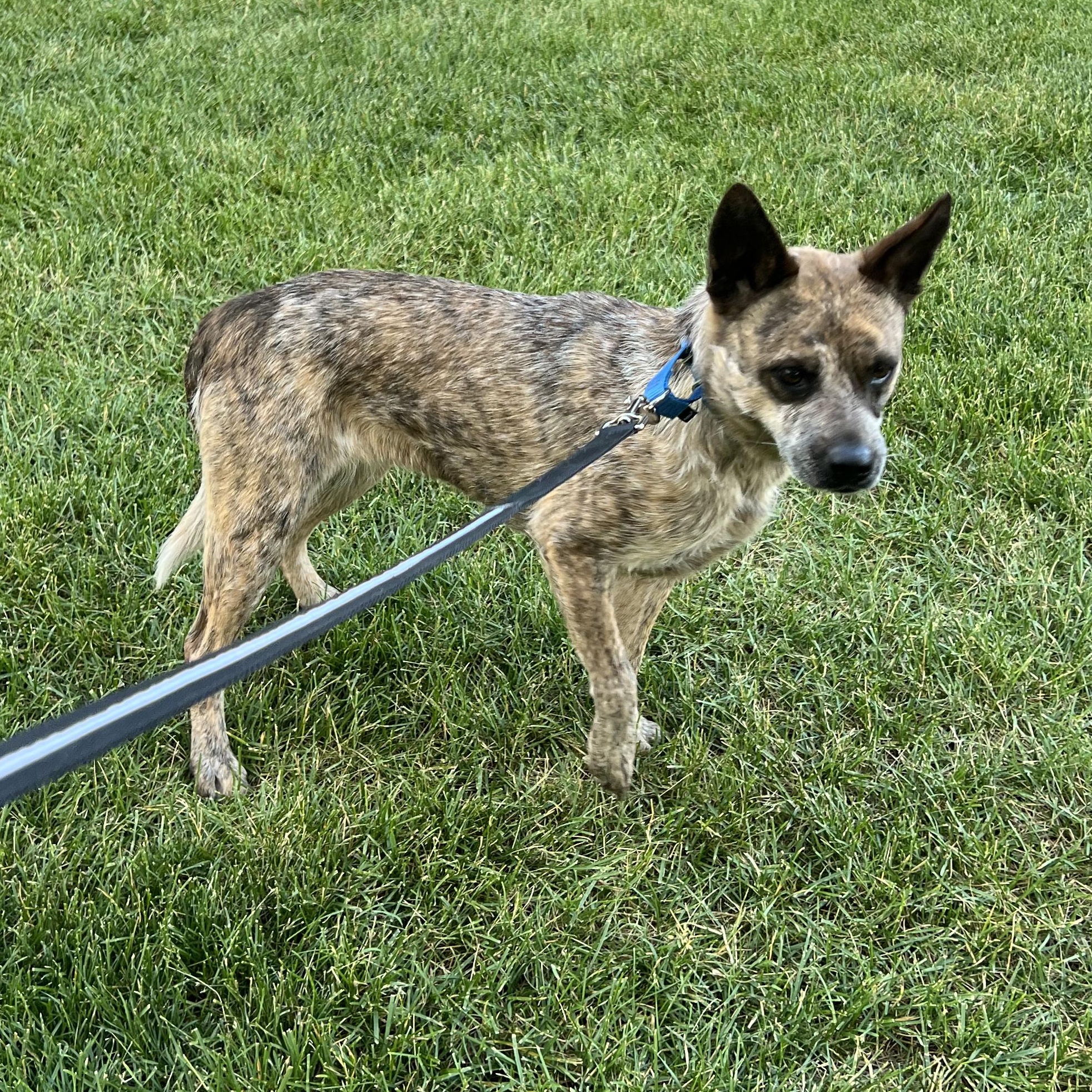 Edith, a ADOPTABLE mixed breed in Fort Collins, CO image 2/6