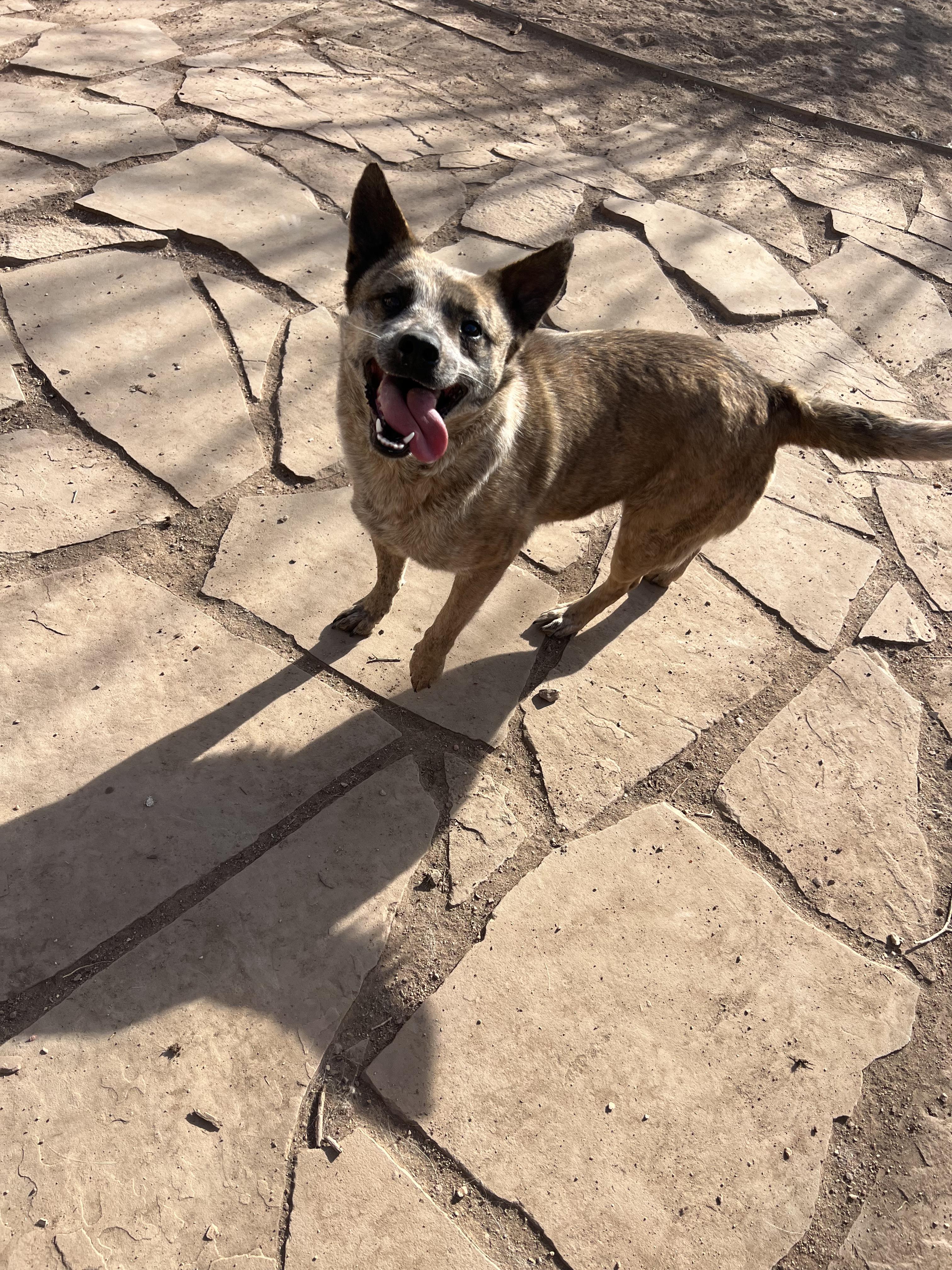Edith, ADOPTABLE, Adult Female Australian Cattle Dog / Blue Heeler.