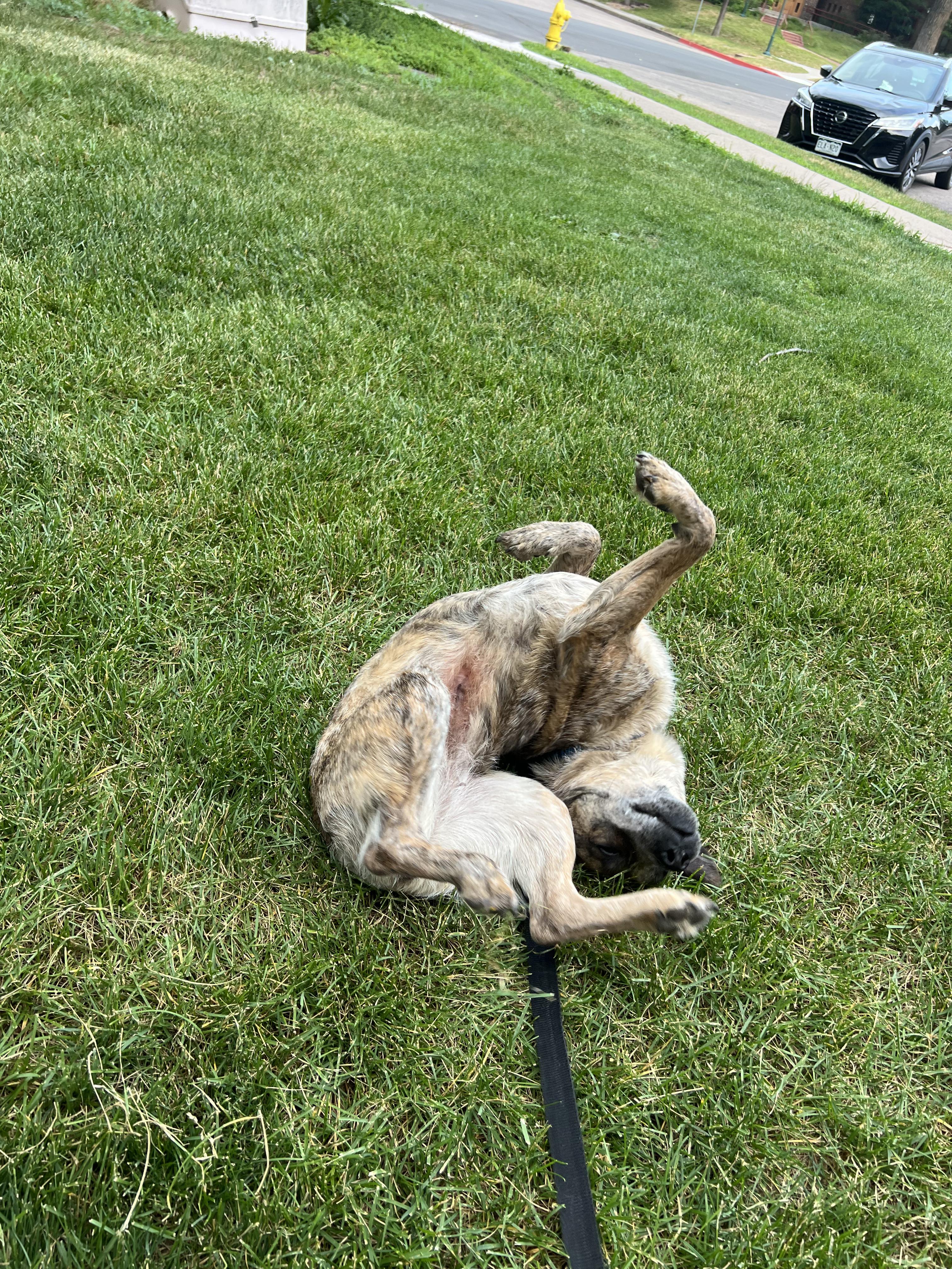 Edith, a ADOPTABLE mixed breed in Fort Collins, CO image 5/6