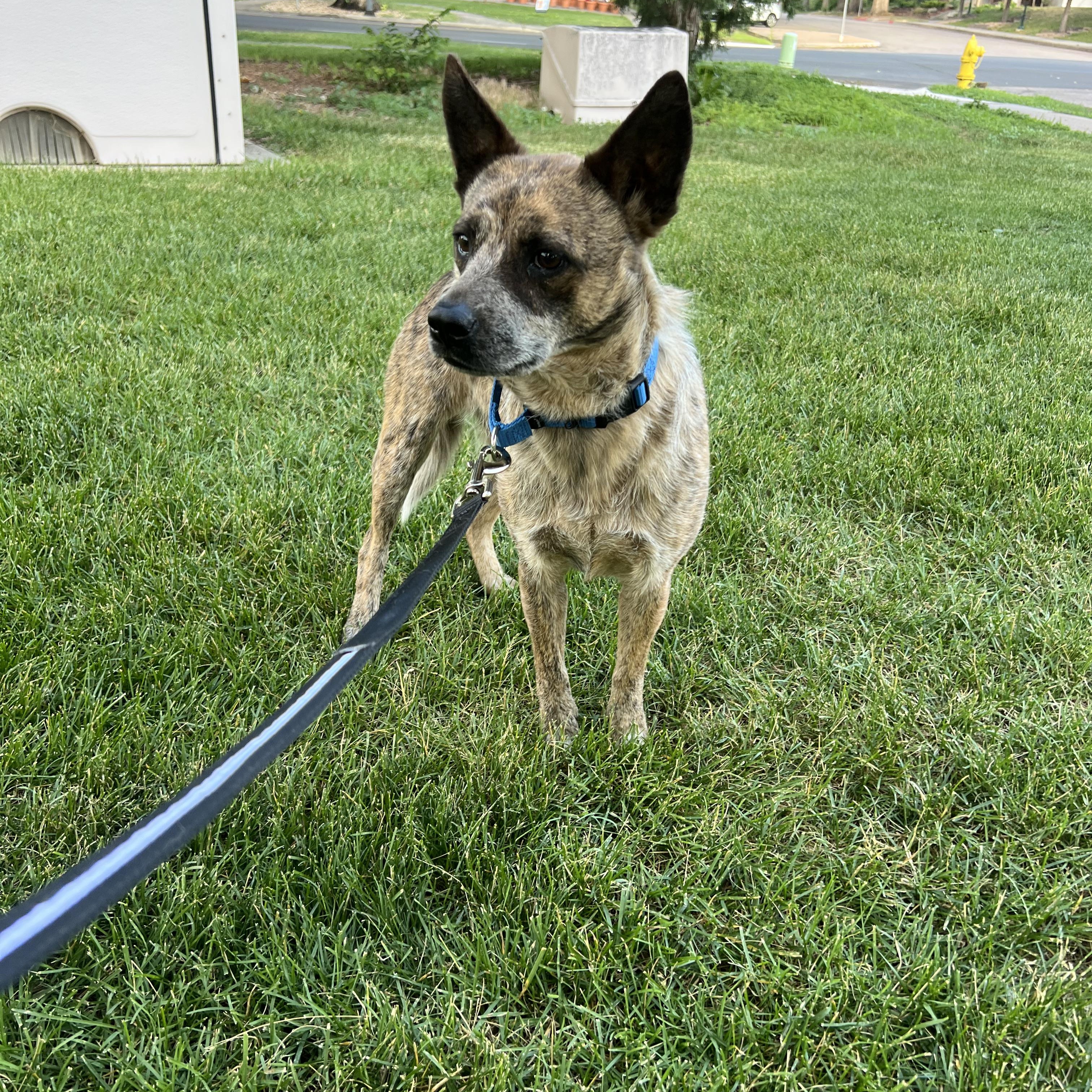 Edith, ADOPTABLE, Adult Female Australian Cattle Dog / Blue Heeler.