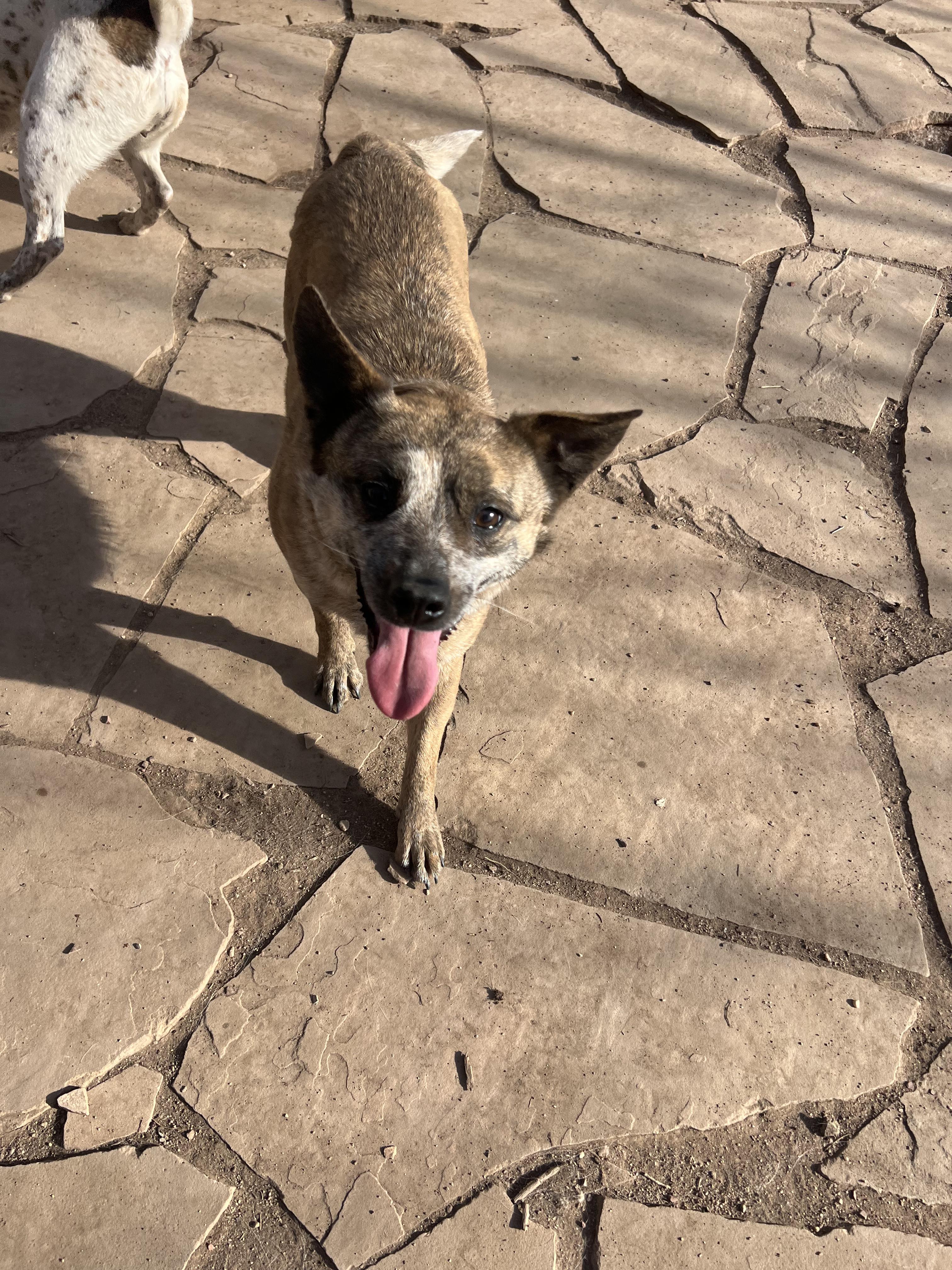 Enlarge Edith, a ADOPTABLE mixed breed in Fort Collins, CO image 1/3