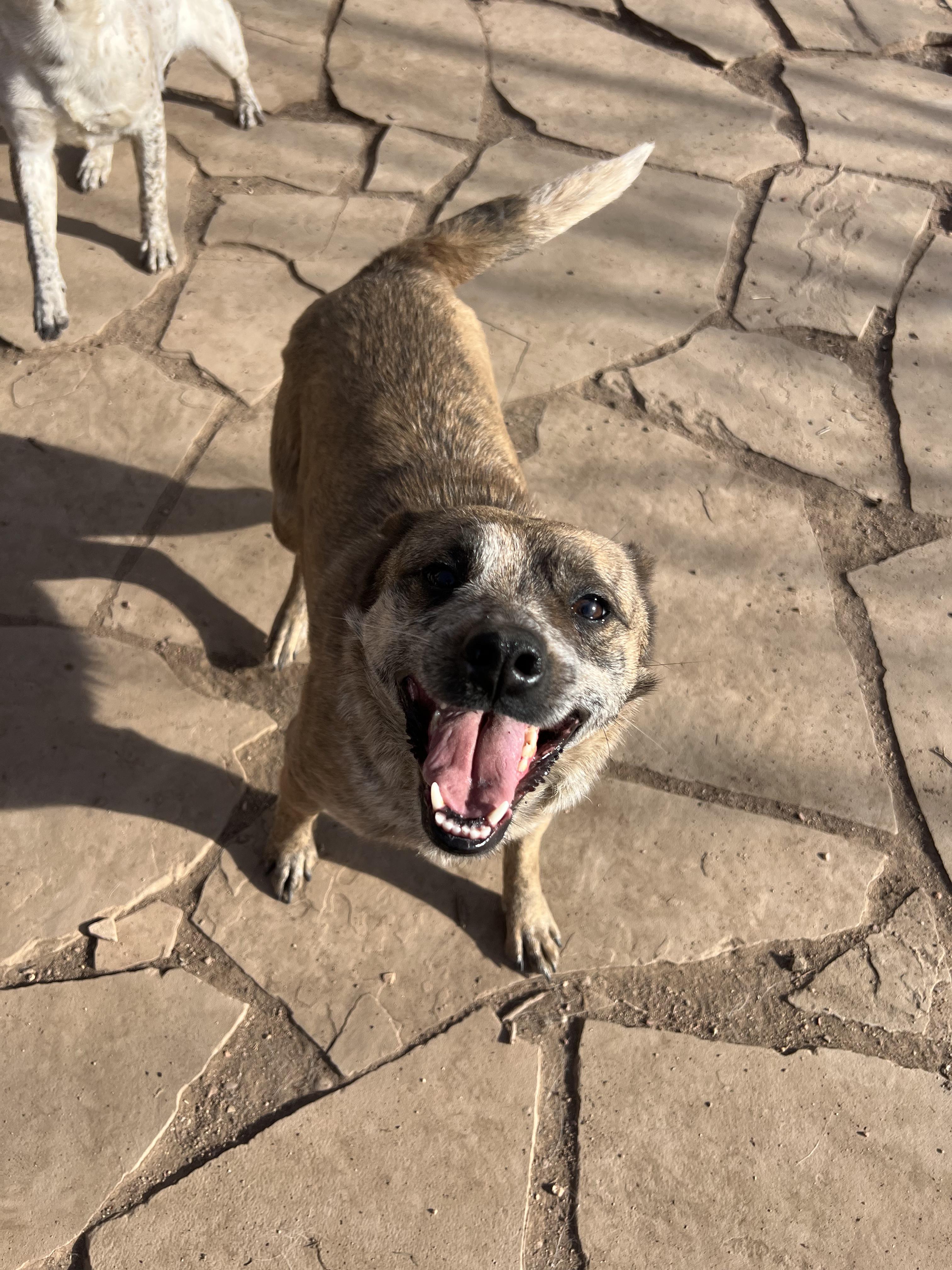 Edith, ADOPTABLE, Adult Female Australian Cattle Dog / Blue Heeler.