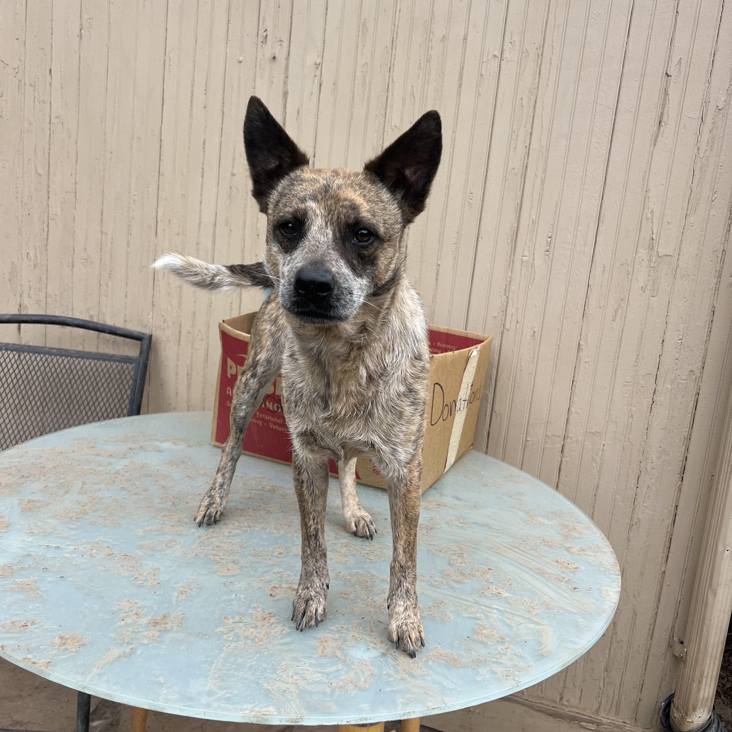 Edith, a ADOPTABLE mixed breed in Fort Collins, CO image 6/6