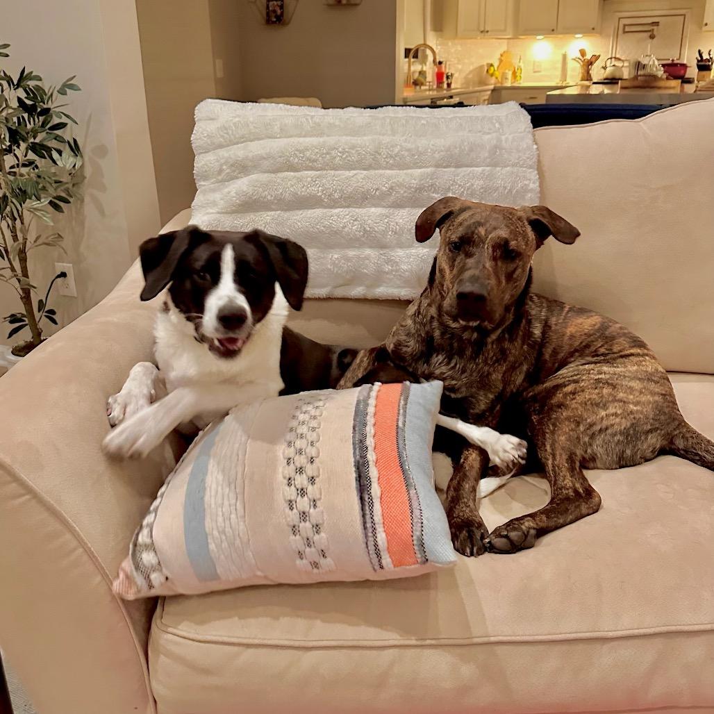 Snap, Adoptable, Young Male Collie.