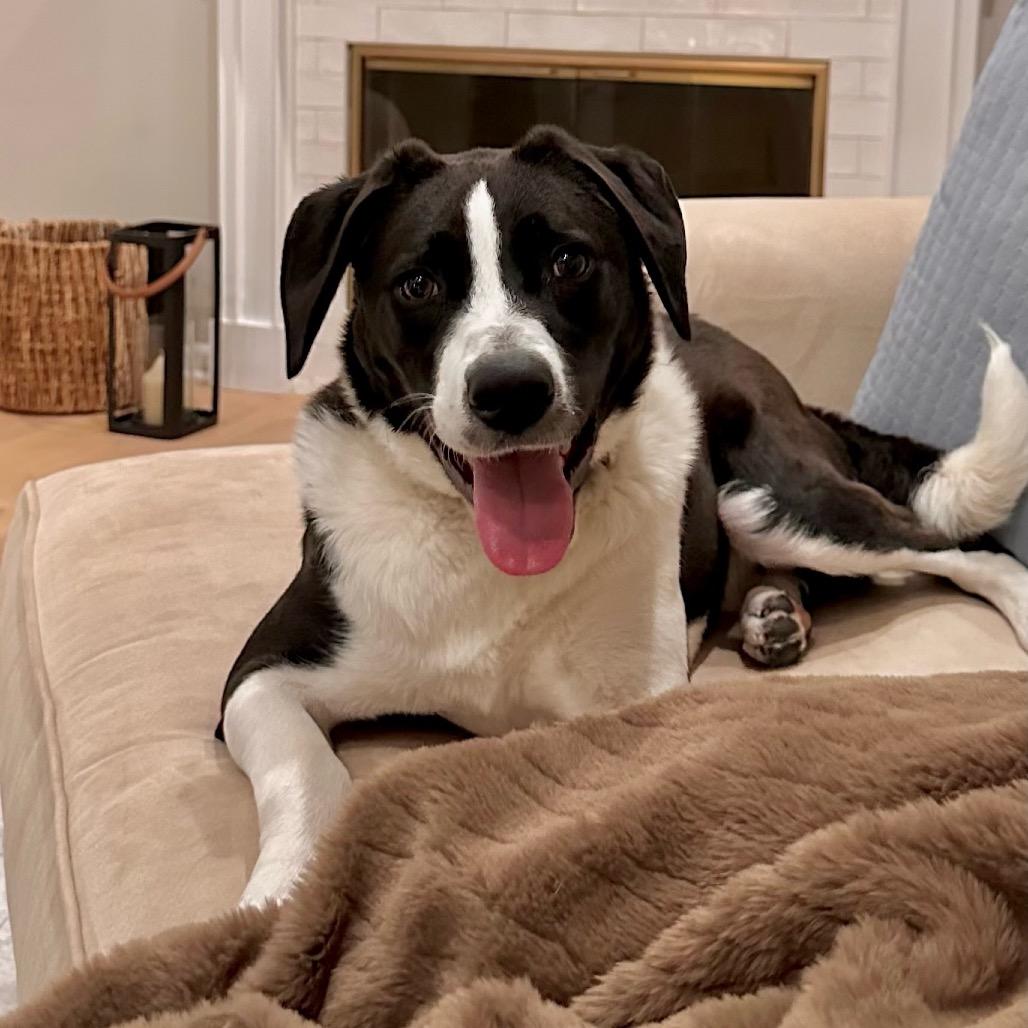 Enlarge Snap, a Adoptable Collie in Metamora, MI image 2/6