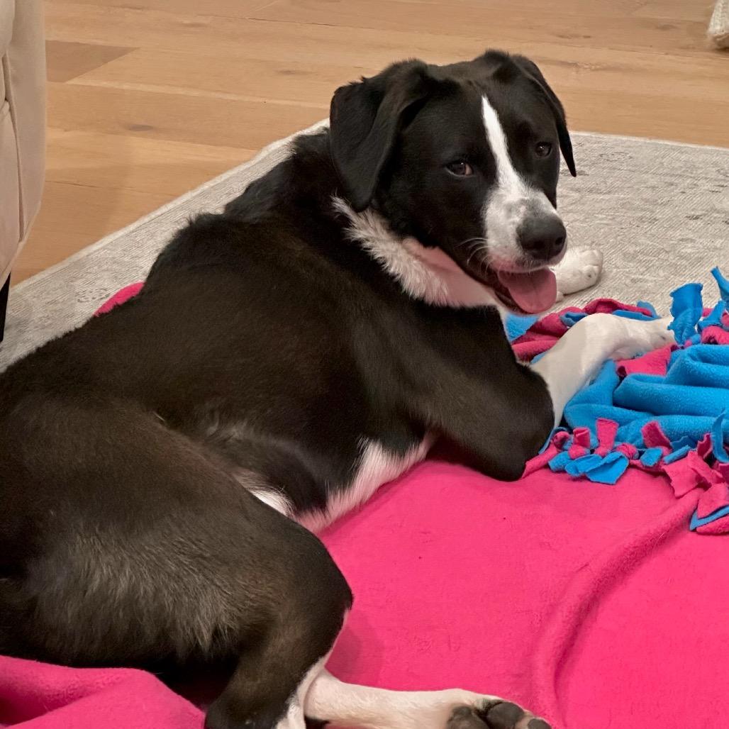 Enlarge Snap, a Adoptable Collie in Metamora, MI image 3/6