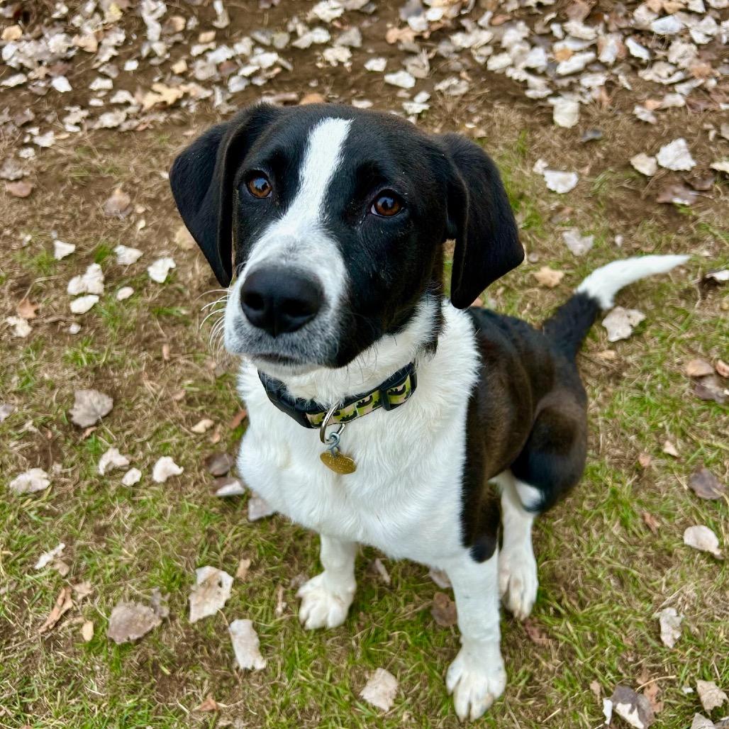 Enlarge Snap, a Adoptable Collie in Metamora, MI image 4/6