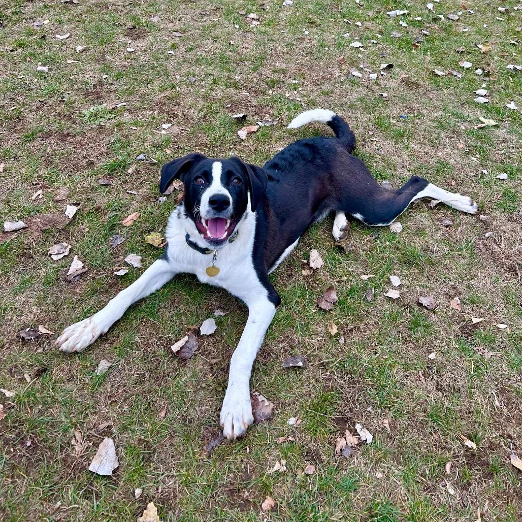 Enlarge Snap, a Adoptable Collie in Metamora, MI image 6/6
