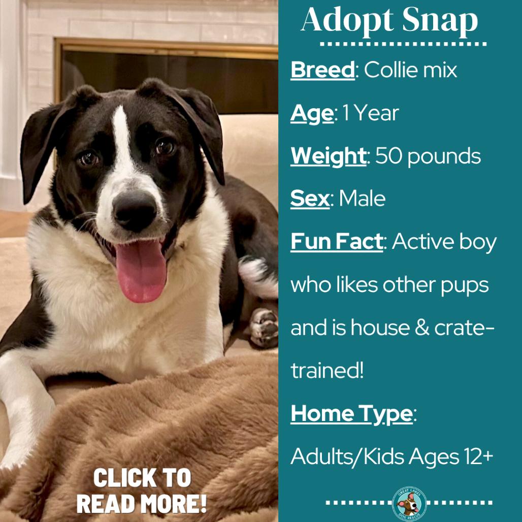 Enlarge Snap, a Adoptable Collie in Metamora, MI image 6/6
