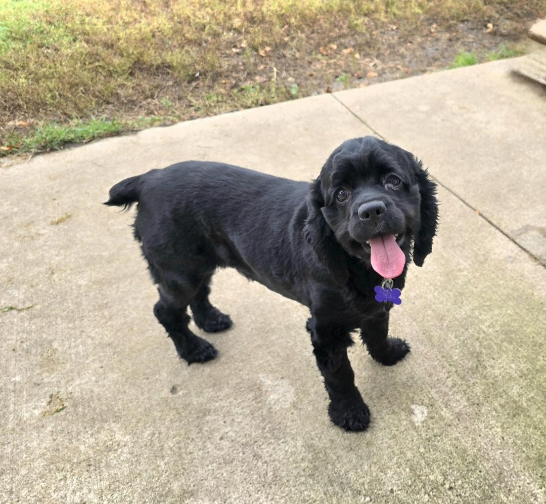 Venus-Applications pending, Adoptable, Young Female English Cocker Spaniel.