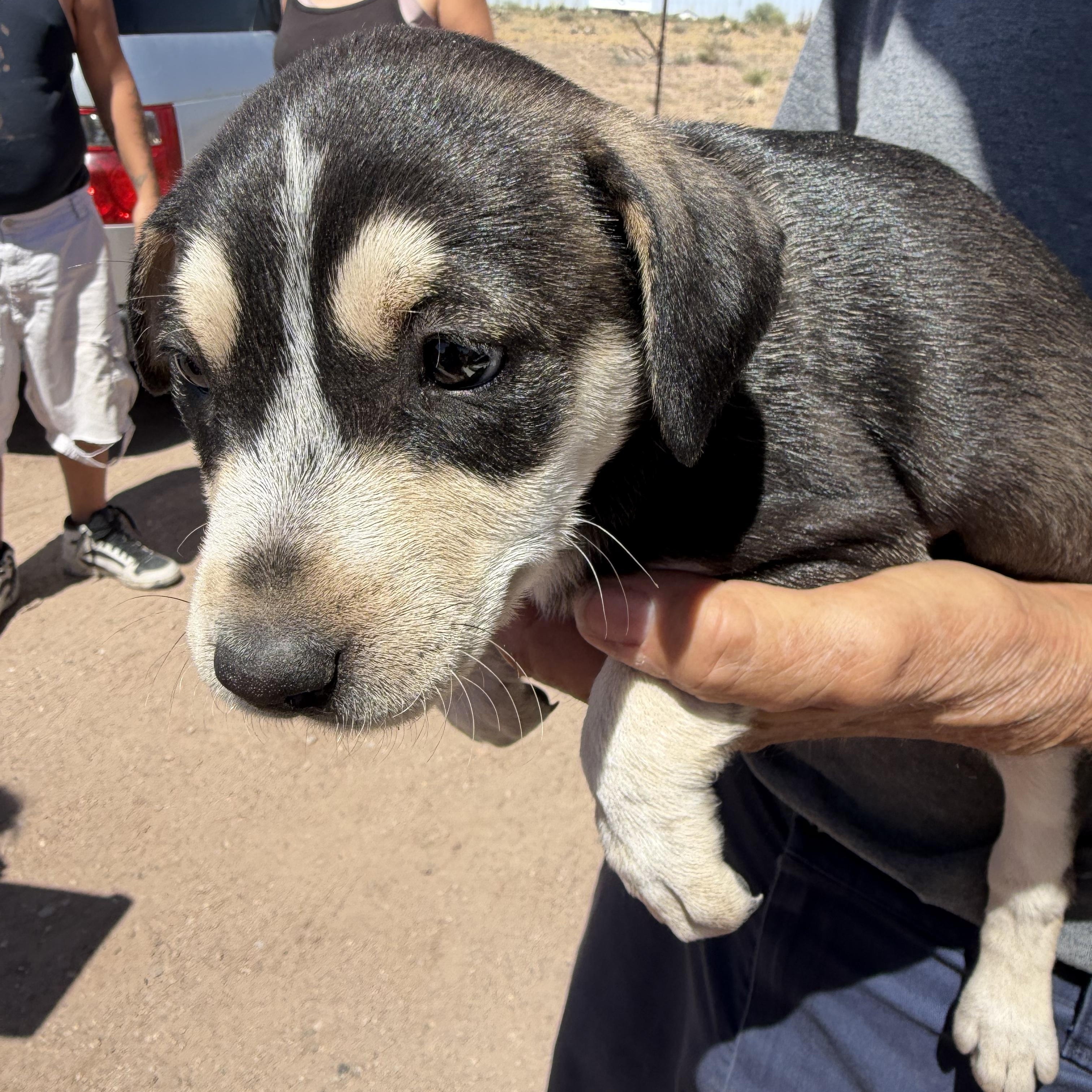 Venus, ADOPTABLE, Puppy Female Labrador Retriever.