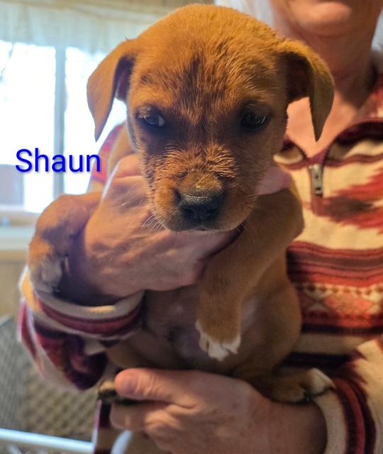 Enlarge Shaun, a Adoptable mixed breed in Riverton, WY image 4/4