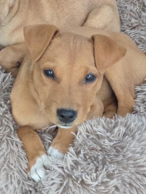 Enlarge Shaun, a Adoptable mixed breed in Riverton, WY image 2/4