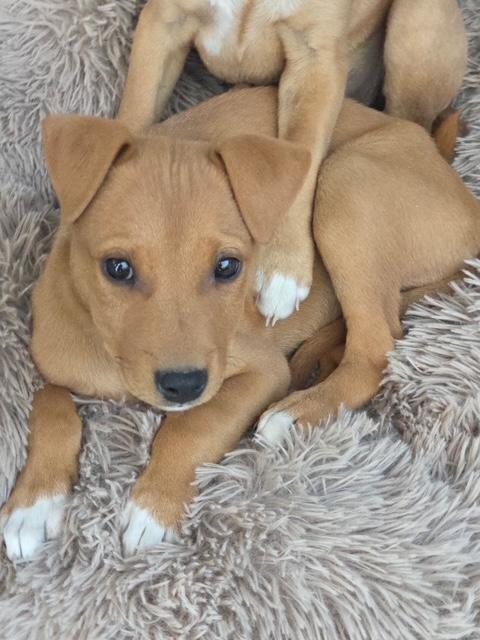 Enlarge Shaun, a Adoptable mixed breed in Riverton, WY image 3/4