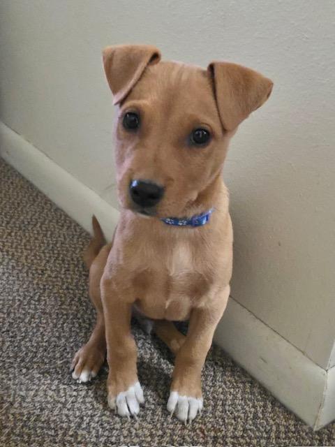 Shaun, Adoptable, Puppy Male Shepherd & Mixed Breed.