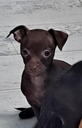 Sybil, ADOPTABLE, Puppy Female Chihuahua.