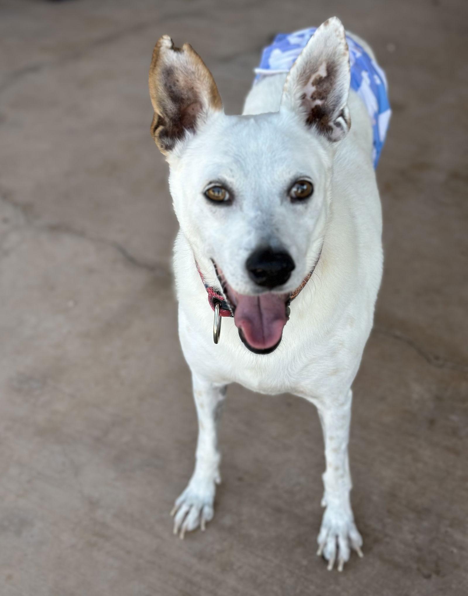 Enlarge Yo-Yo, a Adoptable Cattle Dog in Queen Creek, AZ image 1/3