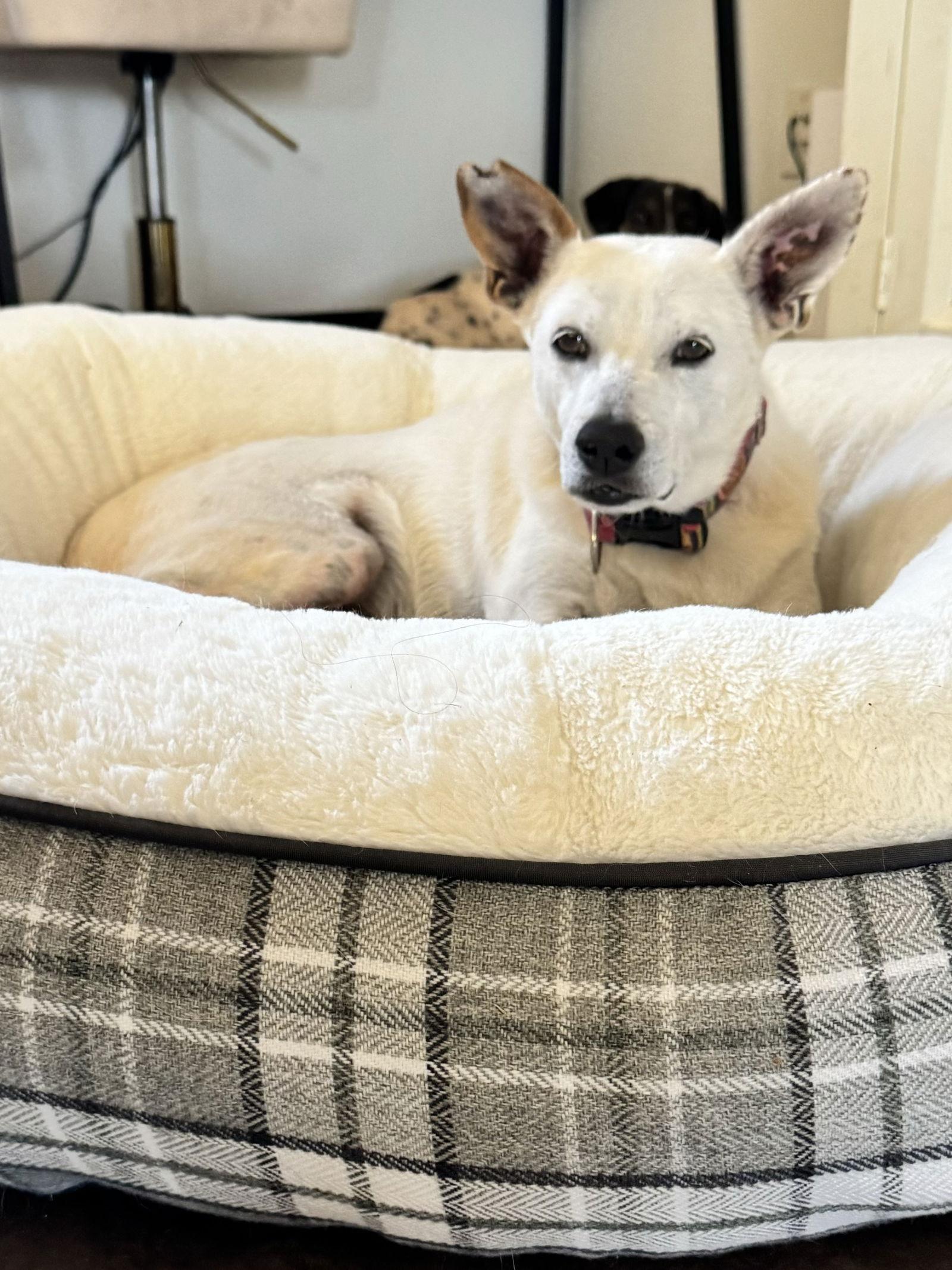 Enlarge Yo-Yo, a Adoptable Cattle Dog in Queen Creek, AZ image 2/3